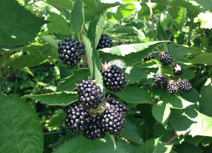 Врач-эндокринолог Сюракшина рассказала о пользе и вреде ежевики