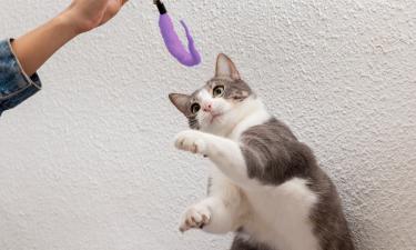 Какие породы кошек лучше всего поддаются дрессировке