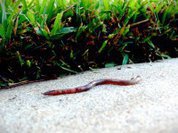 Едва не принял смерть за дождевых червей