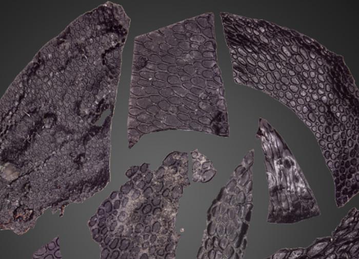 Палеонтологи обнаружили окаменелую кожу древнейшей в мире рептилии