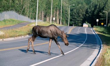 Водители, внимание: как обезопасить себя от неожиданной встречи с диким животным на дороге