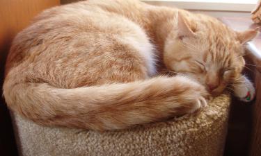 Засыпайте правильно: поза сна связана с охотой и самозащитой