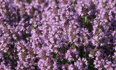 Как подготовить почву для роскошного тимьяна