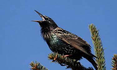 Скворцы точнее попугаев копируют сложные звуки — GISMETEO