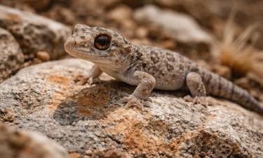 Пискливый геккончик живёт только на горе Большое Богдо