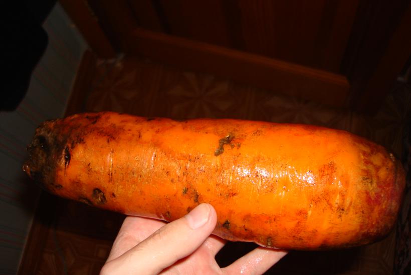 Большая толстая морковь