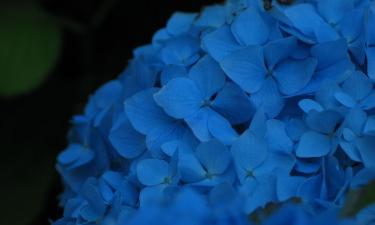 Цвет гортензии зависит от доступа алюминия — полив корректирует оттенок