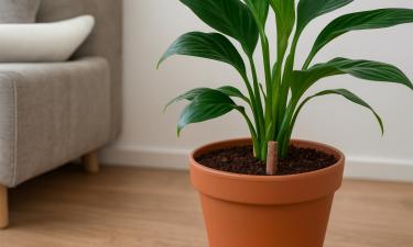 Плесень в горшках зимой возникает из-за переувлажнения грунта — Actualno