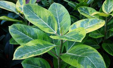 Зелёный красавец превращается в палку: один зимний фактор ломает фикус незаметно