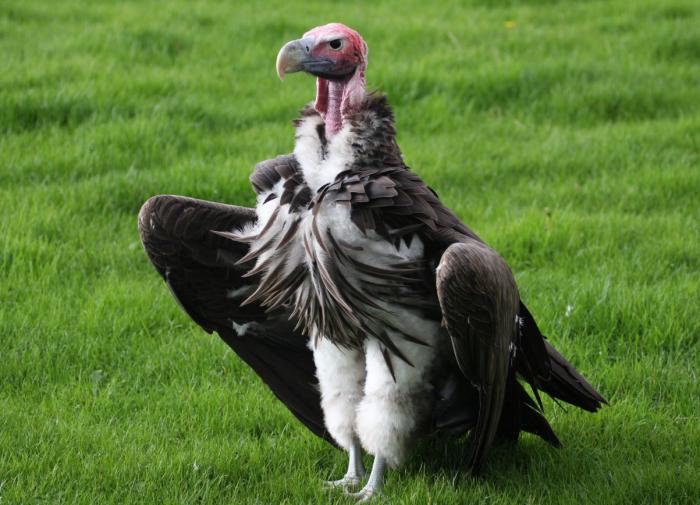 Biological Reviews: дикие птицы поедают помет для восполнения бактерий кишечника