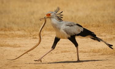 Крылья вместо щита, ноги вместо меча: птица, что не знает страха даже перед коброй