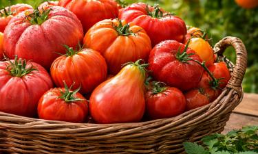 Томат "Бычье сердце" даёт плоды массой до одного килограмма