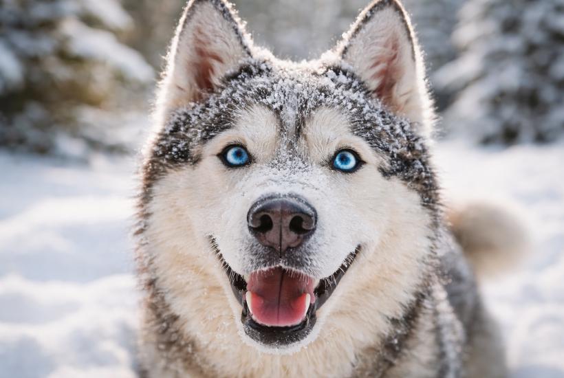 Сибирский хаски