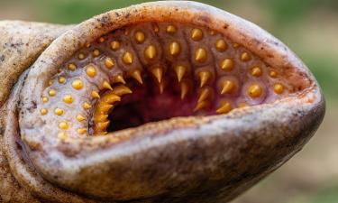 Живой кошмар рядом: 9 реальных животных, чьи зубы, когти и привычки пугают сильнее фильмов ужасов