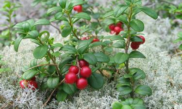 Брусника дает первый урожай на 2-3 год после посадки