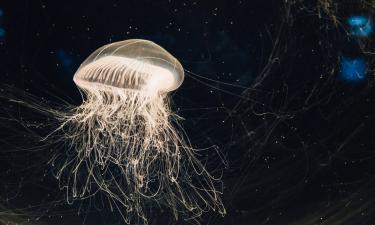Как действовать при укусе медузы: рекомендации доцента Пироговского Университета