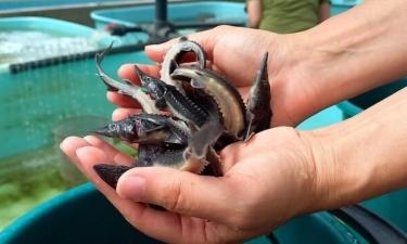 40 тысяч рыбок против ущерба биоресурсам: как восстанавливают реку Зея в Амурской области