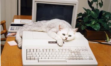 Кошки игнорируют владельцев для снижения стресса от ревности — "Белновости"