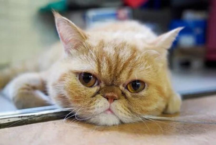 Кот