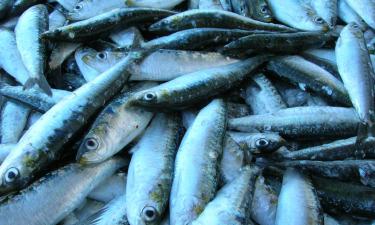 Рыба вместо нефти: Ставрополье зарабатывает миллионы на экспорте