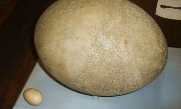 Птица-слон откладывала яйца по 10 кг по данным биологов New-Science