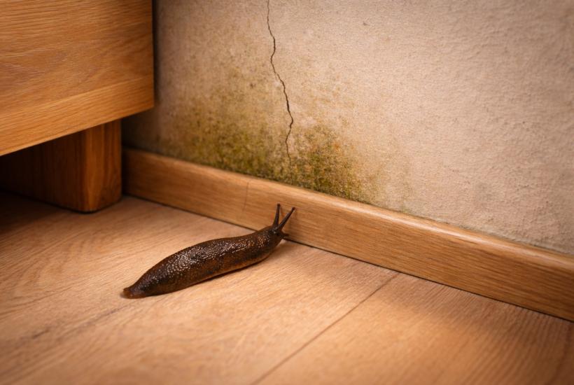 Слизень дома