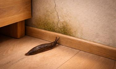 Слизни сигнализируют о высокой влажности в помещении — C. B. RADAR