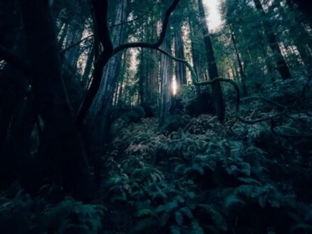 Люди направляют леса: как помочь деревьям мигрировать правильно