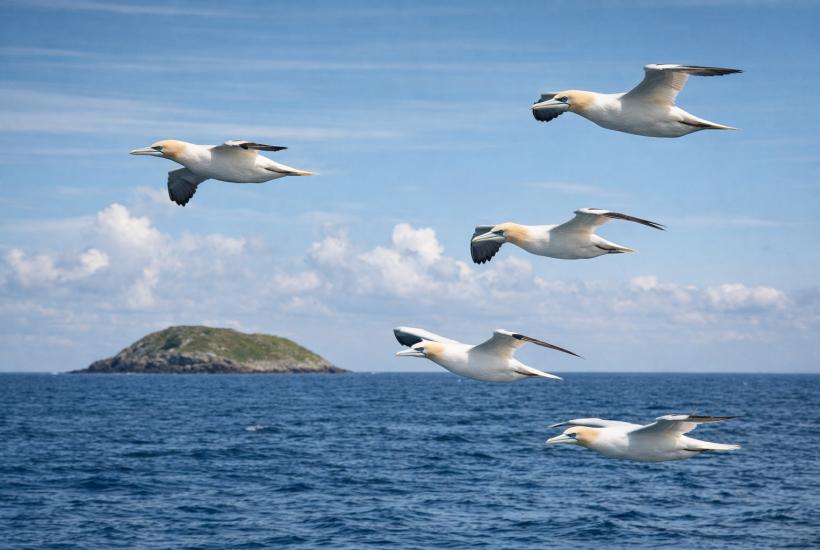 Птицы над океаном