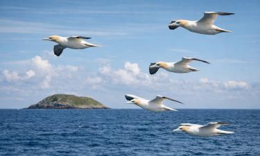 Большой веретенник пролетает 13 560 км без еды за 11 дней