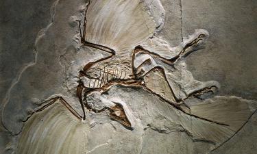 В Чикаго показали археоптерикса, который сохранил мягкие ткани: почему эта находка важнее, чем кажется