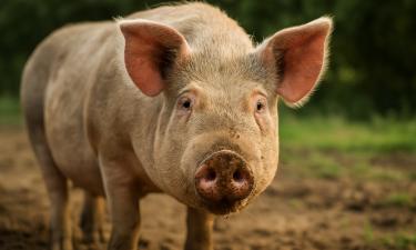 Чума вернулась: Европа на пороге катастрофы со свининой