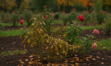 Сохраняйте розы живыми зимой: как обрезать их в ноябре для яркого цветения