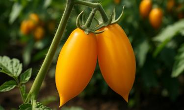 Медовый вкус без лишних усилий: этот сорт накапливает фруктозу под прямым солнцем