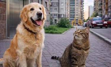 Лифты, сирены и вечная спешка: как мегаполис ломает нервную систему животных