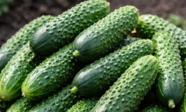 Сорт "Сибирская гирлянда" даёт до 20 кг огурцов с одного куста