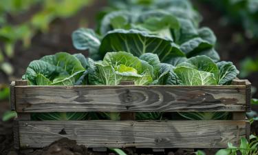 Заготовки на зиму начинаются с семян: где огородники чаще всего просчитываются