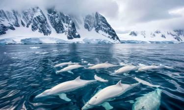 Оранжевая окраска кожи новорождённой косатки подтверждена — по данным биологов
