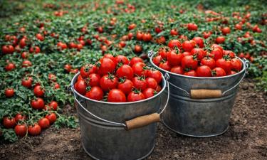 Эти томаты переживают холод, жару и болезни — и дают урожай, когда другие сдаются