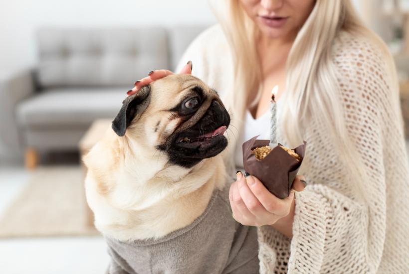 Женщина кормит мопса маффином