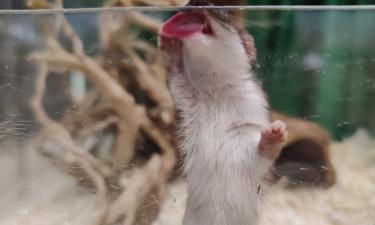 Проблемы со здоровьем у хорьков: как их предотвратить