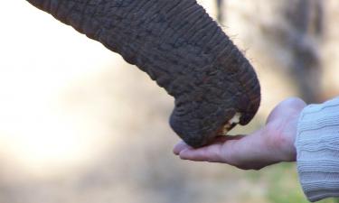 Старейшая слониха Индии Ватсала умерла в заповеднике Панна