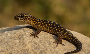 Бурый анол содержит рекордные дозы свинца в крови — Environmental Research