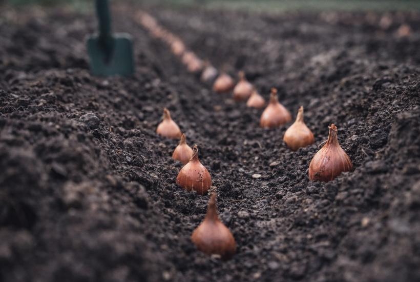 Посадка лука