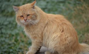 Против птицефабрики близ Перми возбудили дело за сожжение кошек заживо