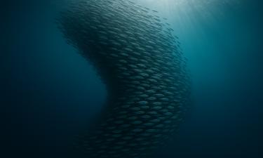 Иваси ускользает? Что происходит с дальневосточной сардиной