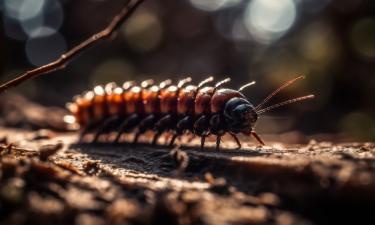 Биологи назвали амазонскую гигантскую многоножку крупнейшей в мире