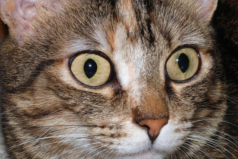 Кошки разбираются в человеческом языке быстрее, чем младенцы Кошки разбираются в человеческом языке быстрее, чем младенцы