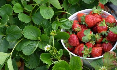 Фасоль и горох обогащают почву азотом для клубники