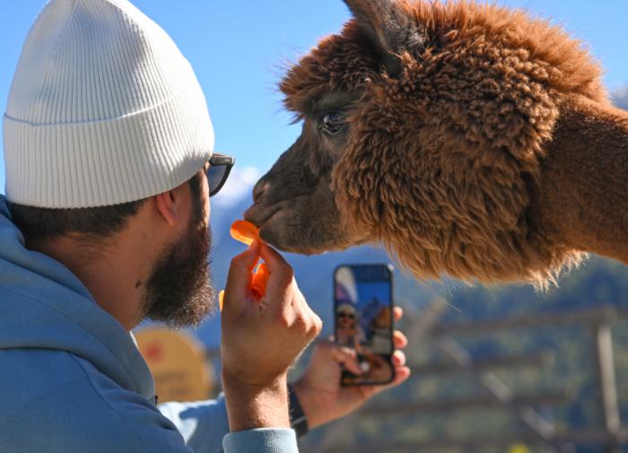 Парк альпак "Пача Мама" на "Роза Хутор" принял более 14 тысяч гостей
